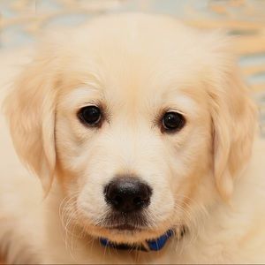 Meet your Posher, Shelley